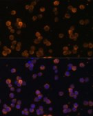 Anti-CD86 antibody produced in rabbit