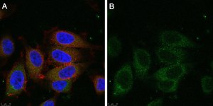 Anti-Dynein Antibody, clone 74.1 ZooMAb® Mouse Monoclonal recombinant, expressed in HEK 293 cells