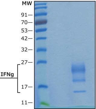 Interferon-γ human IFN-gamma, recombinant, expressed in HEK 293 cells, suitable for cell culture, endotoxin tested