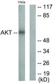 Anti-AKT antibody produced in rabbit affinity isolated antibody