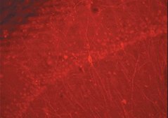 驴抗兔IgG抗体，Cy3偶联，吸附物种 Chemicon®, from donkey