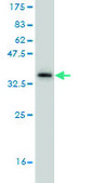 Monoclonal Anti-FAS antibody produced in mouse clone 2G3, purified immunoglobulin, buffered aqueous solution