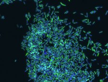 Eubacteria FISH probe - ATTO488 Probe for fluorescence in situ hybridization (FISH), 20 µM in water