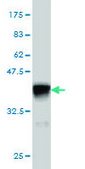Monoclonal Anti-CDK5R1 antibody produced in mouse clone 4G11, purified immunoglobulin, buffered aqueous solution