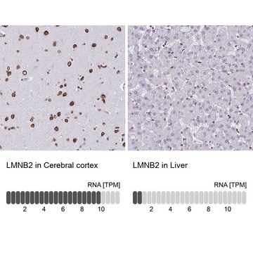 Anti-LMNB2 antibody produced in rabbit Prestige Antibodies® Powered by Atlas Antibodies, affinity isolated antibody, buffered aqueous glycerol solution