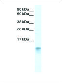 Anti-FABP3 antibody produced in rabbit IgG fraction of antiserum