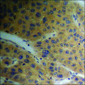 Anti-phospho-Tryptophan Hydroxylase (pSer58) antibody produced in rabbit affinity isolated antibody