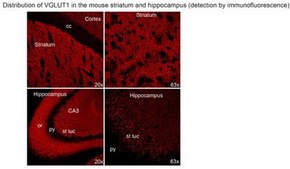 Anti-VGluT1 from rabbit