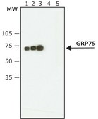 Anti-GRP75 (SQ-15) antibody produced in rabbit ~1 mg/mL, affinity isolated antibody, buffered aqueous solution