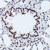 Anti-Phospho-NRF2-S40 antibody produced in rabbit