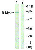 Anti-B-MYB antibody produced in rabbit affinity isolated antibody