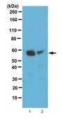 Anti-PKM1 Antibody serum, from rabbit