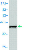 Monoclonal Anti-MIF antibody produced in mouse clone 2A10-4D3, purified immunoglobulin, buffered aqueous solution
