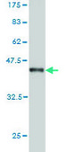 Monoclonal Anti-P2RX5 antibody produced in mouse clone 1C5, purified immunoglobulin, buffered aqueous solution