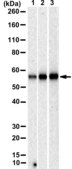 Anti-PAR2 Antibody, clone 1F8 ZooMAb® Rabbit Monoclonal recombinant, expressed in HEK 293 cells