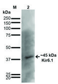 Monoclonal Anti-Kir6.1-R-Phycoerythrin antibody produced in mouse clone S366-60