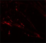 Anti-ZIP7 antibody produced in rabbit affinity isolated antibody