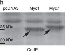 抗-c-Myc 兔抗 ~0.5 mg/mL, affinity isolated antibody, buffered aqueous solution