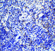 Anti-TLR9 antibody produced in rabbit affinity isolated antibody, buffered aqueous solution