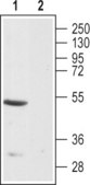 Anti-Endothelin Receptor B antibody produced in rabbit affinity isolated antibody, lyophilized powder