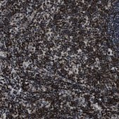 抗-SMARCB1 兔抗 Prestige Antibodies® Powered by Atlas Antibodies, affinity isolated antibody, buffered aqueous glycerol solution