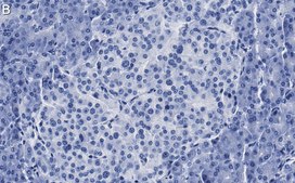 Anti-Insulin Antibody, clone 3B5 ZooMAb® Rabbit Monoclonal recombinant, expressed in HEK 293 cells