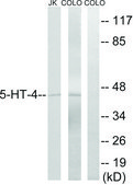 Anti-5-HT-4 antibody produced in rabbit affinity isolated antibody