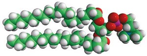 19:0 PC 1,2-dinonadecanoyl-sn-glycero-3-phosphocholine, chloroform