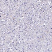 Anti-GIF antibody produced in rabbit Prestige Antibodies® Powered by Atlas Antibodies, affinity isolated antibody, buffered aqueous glycerol solution