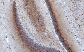 Anti-CACNG8/TARP γ8 Antibody, clone 1K4 ZooMAb® Rabbit Monoclonal recombinant, expressed in HEK 293 cells