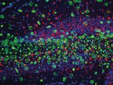 Anti-NeuN Antibody, clone A60, biotin conjugated clone A60, Chemicon®, from mouse