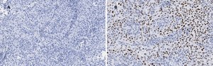 Anti-p21 Antibody, clone 5G7, ZooMAb® Rabbit Monoclonal recombinant, expressed in HEK 293 cells