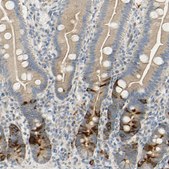 Anti-KIF11 antibody produced in rabbit affinity isolated antibody, Prestige Antibodies® Powered by Atlas Antibodies, buffered aqueous glycerol solution