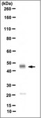 Anti-Connexin 45 Antibody, near CT, cytoplasmic, clone 8A11.2 (Ascites Free) clone 8A11.2, from mouse