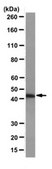 Anti-Sphingosine 1-phosphate receptor 5 (S1P5) Antibody, clone 13F9.1 clone 13F9.1, from mouse