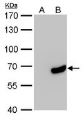 单克隆抗 HA 标签 小鼠抗 clone GT423, affinity isolated antibody