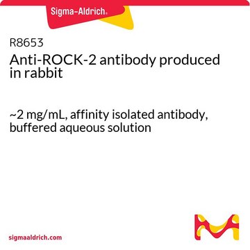 Anti-ROCK-2 antibody produced in rabbit ~2 mg/mL, affinity isolated antibody, buffered aqueous solution