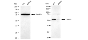 KD-Validated Anti LMAN1 Antibody, clone 23GB4750, Rabbit Monoclonal clone 23GB4750, recombinant rabbit monoclonal, expressed in HEK293 cells