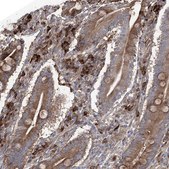 Anti-OTUD1 antibody produced in rabbit Prestige Antibodies® Powered by Atlas Antibodies, affinity isolated antibody, buffered aqueous glycerol solution