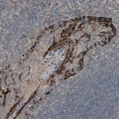 Anti-CALCRL antibody produced in rabbit Prestige Antibodies® Powered by Atlas Antibodies, affinity isolated antibody, buffered aqueous glycerol solution