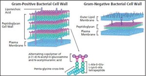 Mutanolysin from Streptomyces globisporus ATCC&nbsp;21553 lyophilized powder, ≥4000 units/mg protein (biuret), Chromatographically purified