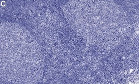 Anti-MYB Antibody, clone 1E12 ZooMAb® Rabbit Monoclonal recombinant, expressed in HEK 293 cells