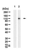 Anti-p-KAP-1 (Ser824) Antibody, clone 1K9 ZooMAb® Rabbit Monoclonal recombinant, expressed in HEK 293 cells