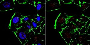 Anti-SUMO2/3 Antibody, clone 3H12 clone 3H12, from rat
