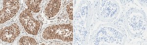 Anti-Anillin Antibody, clone 2C6 ZooMAb® Rabbit Monoclonal recombinant, expressed in HEK 293 cells