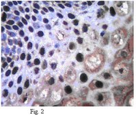 抗Twist1（扭曲相关蛋白1）抗体 from rabbit, purified by affinity chromatography