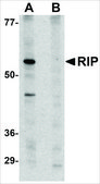 抗-RIP3 兔抗 affinity isolated antibody
