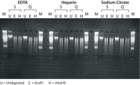 GenElute™ 血液基因组DNA试剂盒 sufficient for 350 purifications