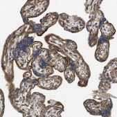 抗-ZDHHC5 兔抗 Prestige Antibodies® Powered by Atlas Antibodies, affinity isolated antibody, buffered aqueous glycerol solution
