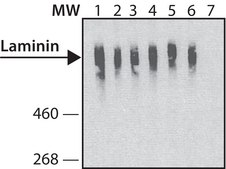 抗 层粘连蛋白抗体，小鼠单克隆 clone LAM-89, purified from hybridoma cell culture